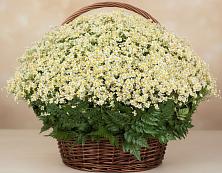 Цветочная композиция из Ромашки в корзине #REPLACE_PRED# Поселок имени Куйбышева