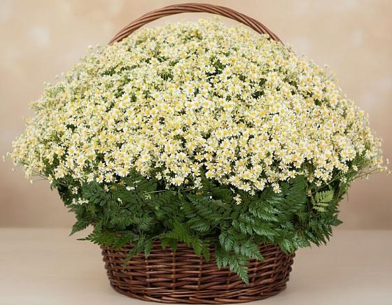 Цветочная композиция из Ромашки в корзине в Поселок имени Куйбышева