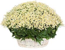 Цветочная композиция из Ромашки в корзине #REPLACE_PRED# Поселок имени Куйбышева